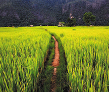 農(nóng)業(yè)應用